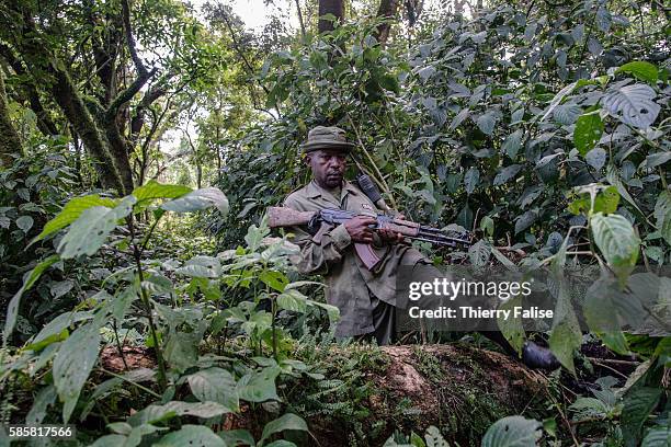 Anicet Mughisa, a ranger working in the Virunga National Park, takes a group of tourists on a visit to mountain gorillas. The Virunga park, created...