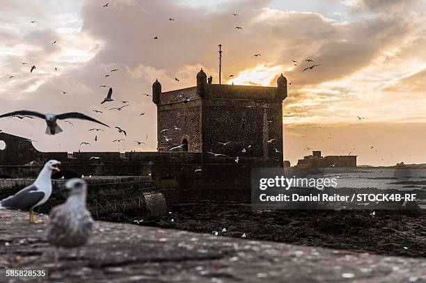 flock of seagulls at the city wall, essaouira, morocco - travel african sunset rf photos only stock pictures, royalty-free photos & images