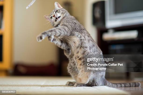 gray tabby cat playing - cat toy stock pictures, royalty-free photos & images