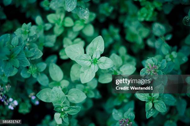 oregano, origanum vulgare, in garden - orégano fotografías e imágenes de stock