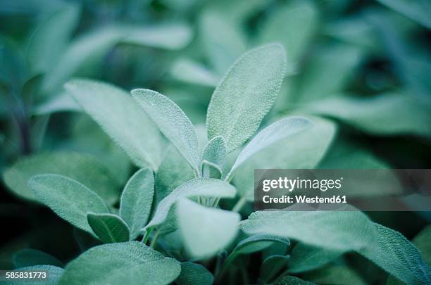 sage, salvia officinalis, in garden, close-up - sage stockfoto's en -beelden