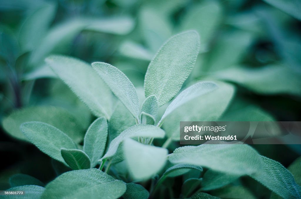 Sage, Salvia officinalis, in garden, close-up