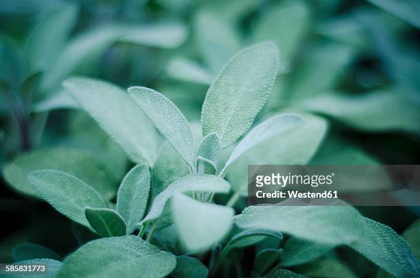 sage, salvia officinalis, in garden, close-up - sage stock pictures, royalty-free photos & images
