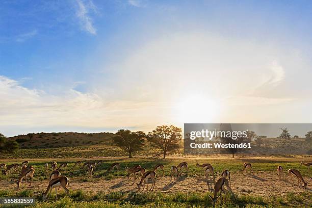 botswana, kalahari, kgalagadi transfrontier park, herd of impalas at backlight - botswana photos et images de collection