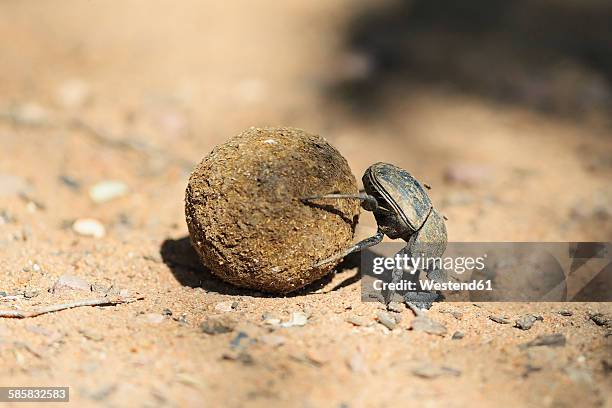 dung beetle, scarabaeus sacer, with dung ball - scarabee stockfoto's en -beelden