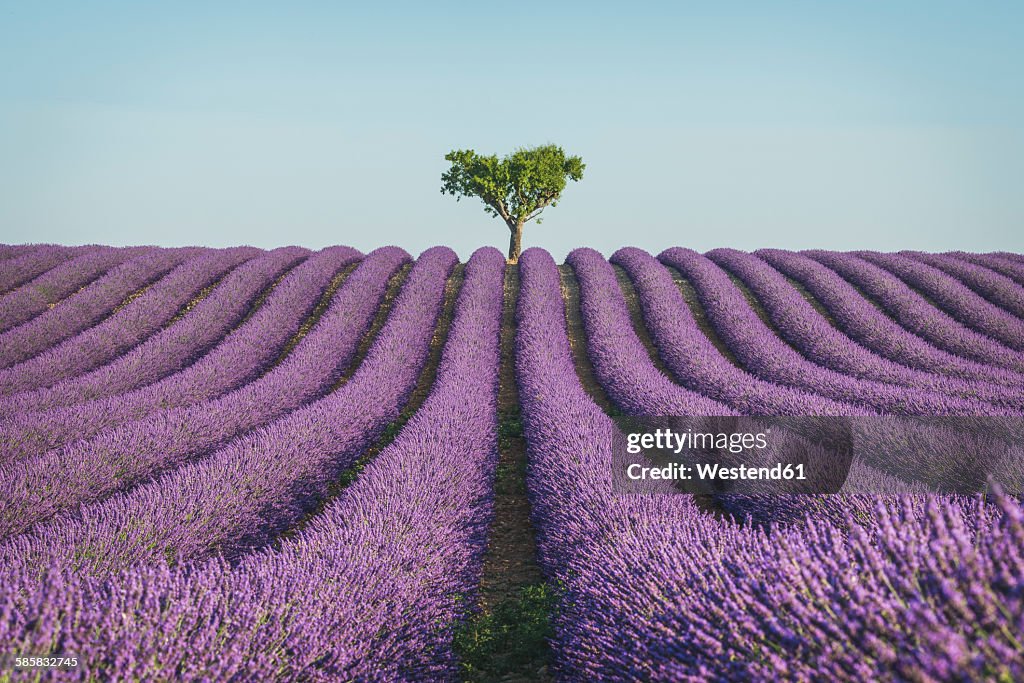 France, Alpes-de-Haute-Provence, Lavender field near Valensole