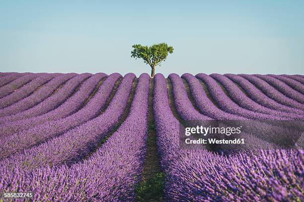 france, alpes-de-haute-provence, lavender field near valensole - provence alpes cote d'azur - fotografias e filmes do acervo