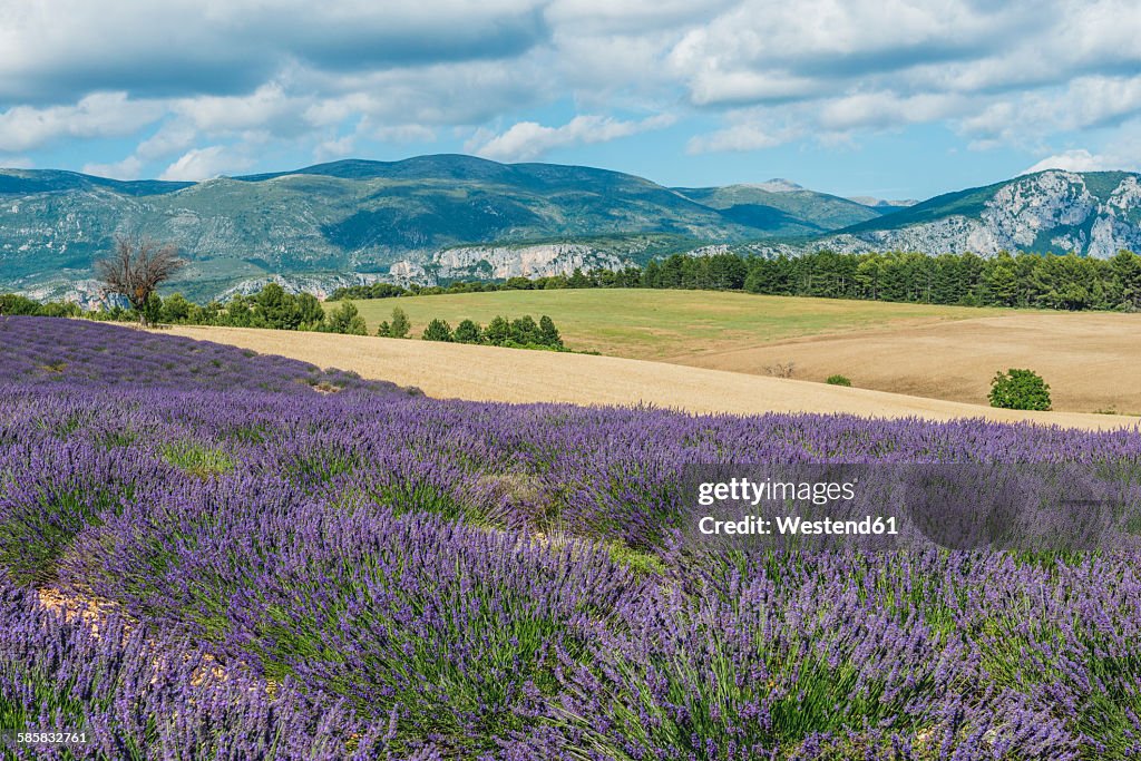 France, Alpes-de-Haute-Provence, Landscape, lavender field and mountain