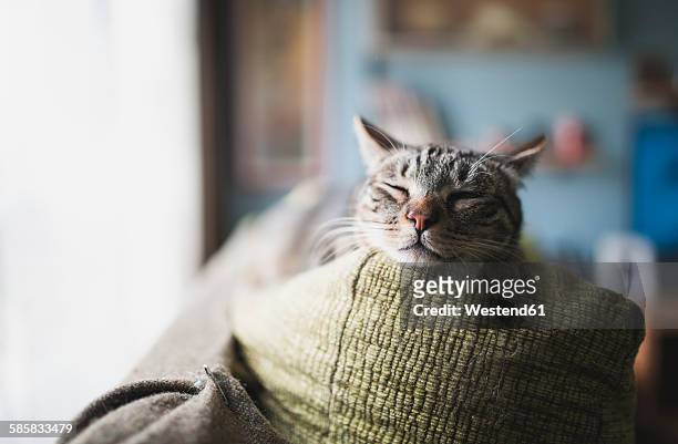 Portrait of tabby cat sleeping on the backrest of a couch