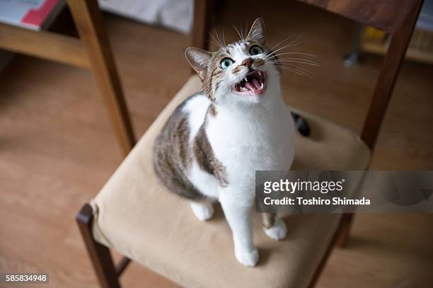 a cat mew on the chair - ニャーニャー鳴く ストックフォトと画像