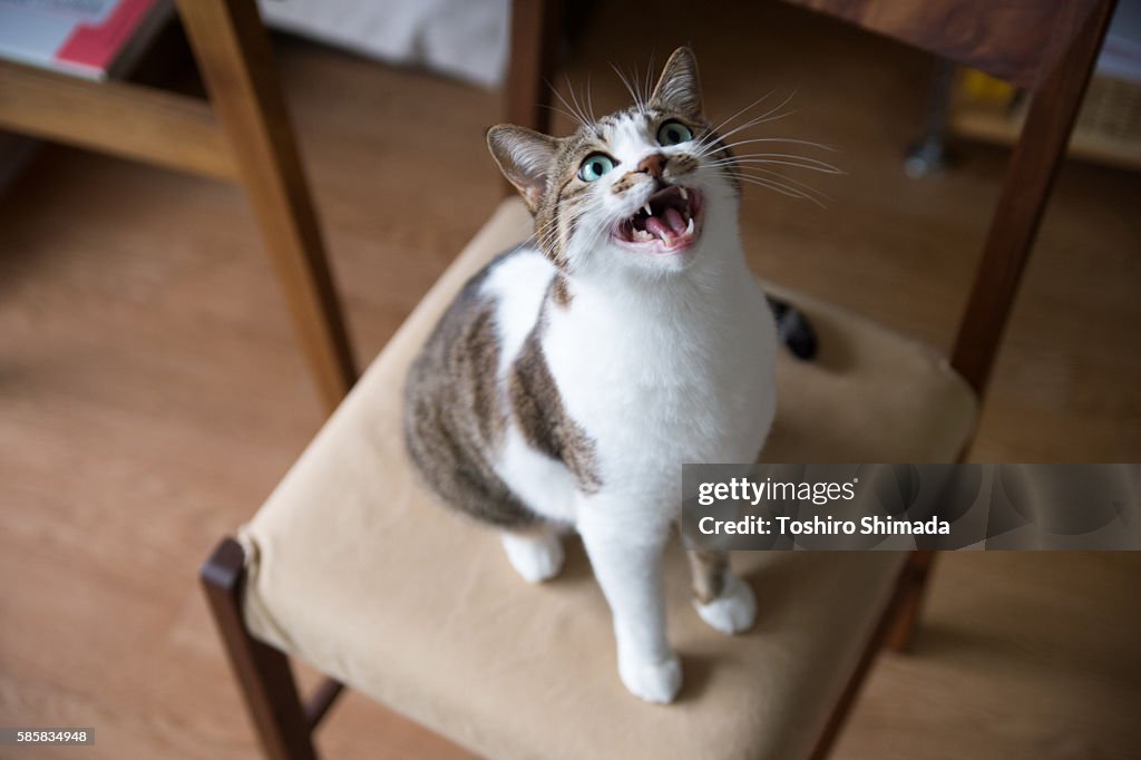 A cat mew on the chair