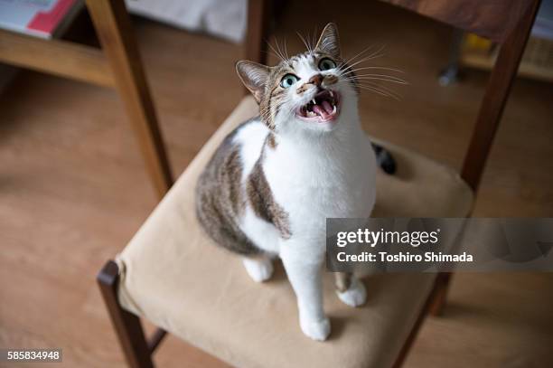 a cat mew on the chair - miar imagens e fotografias de stock