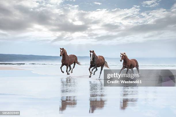 brown horses running on a beach - tre djur bildbanksfoton och bilder