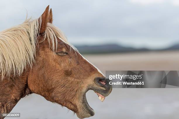 Neigh Image 317 Neighing Stock Photos, High-Res Pictures, and Images - Getty Images