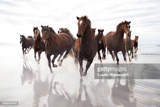 brown horses running on a beach - fauna selvatica foto e immagini stock