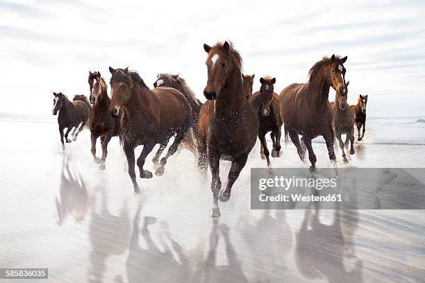 brown horses running on a beach - paard paardachtigen stockfoto's en -beelden