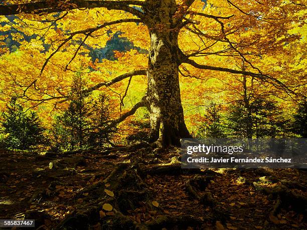 beech in autumn - ordesa national park stock pictures, royalty-free photos & images