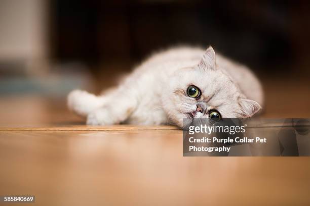 exotic shorthair cat resting on floor - korthaarkat stockfoto's en -beelden