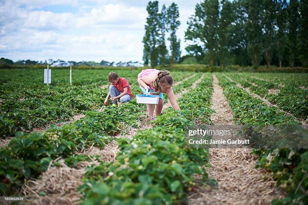 A young brother and sister picking strawberries