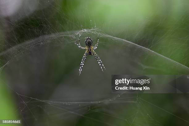 nephila pilipes - banded legged golden orb web spider stock pictures, royalty-free photos & images