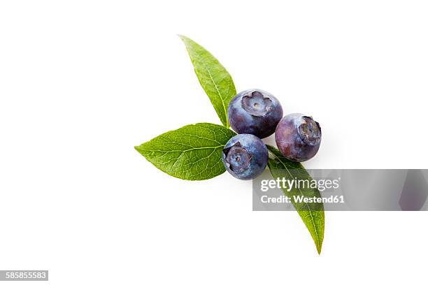 blueberries, vaccinium myrtillus - ブルーベリー ストックフォトと画像