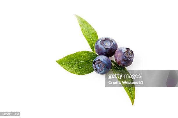 blueberries, vaccinium myrtillus - blåbär bildbanksfoton och bilder