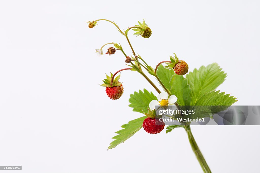 Strawberry plant, Fragaria