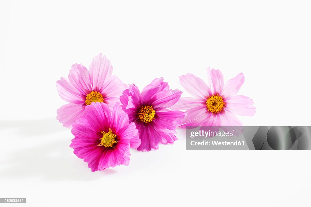 Mexican aster, Cosmos bipinnatus, blossoms