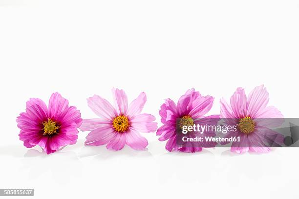 mexican aster, cosmos bipinnatus, blossoms - rosenskära bildbanksfoton och bilder