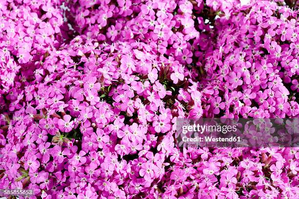common soapwort, saponaria officinalis - saponaria stock pictures, royalty-free photos & images
