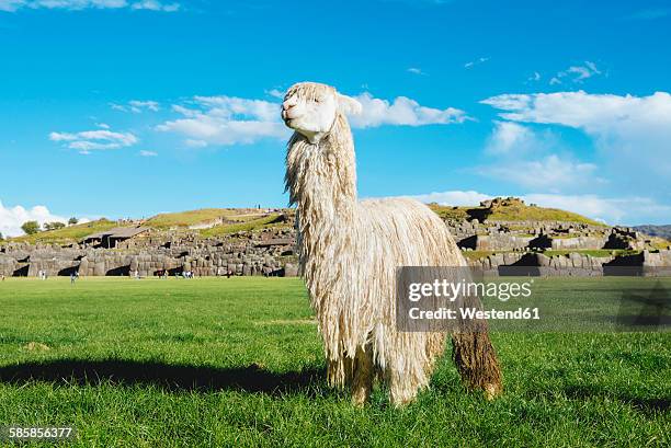 peru, cusco, white alpaca in front of saksaywaman citadel - alpaka stock-fotos und bilder