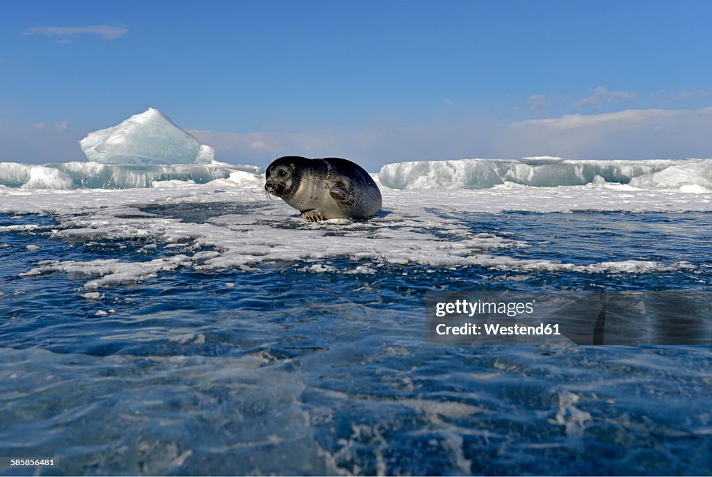 Russia, Lake Baikal, Baikal seal at an ice hole