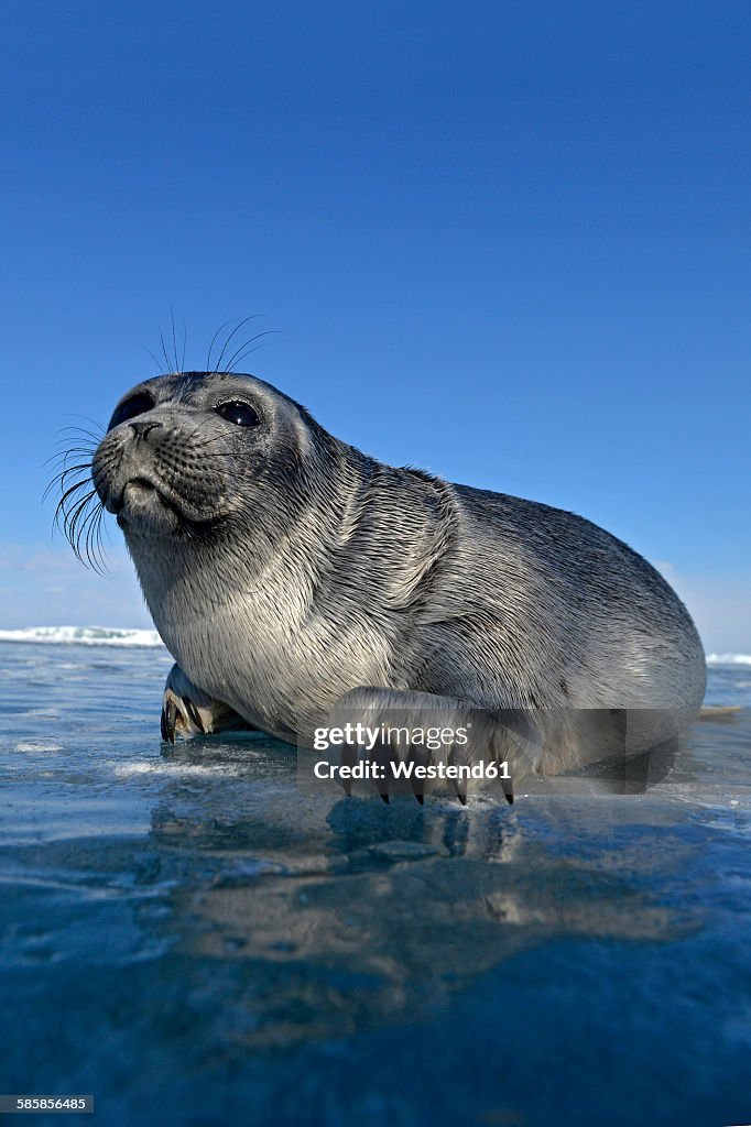 Russia, Lake Baikal, Baikal seal at an ice hole