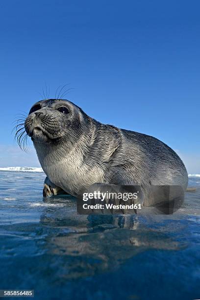 russia, lake baikal, baikal seal at an ice hole - lake baikal stock pictures, royalty-free photos & images