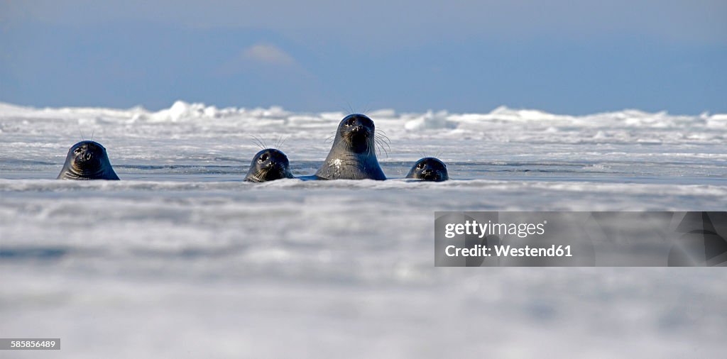 Russia, Lake Baikal, Baikal seals looking out from ice hole