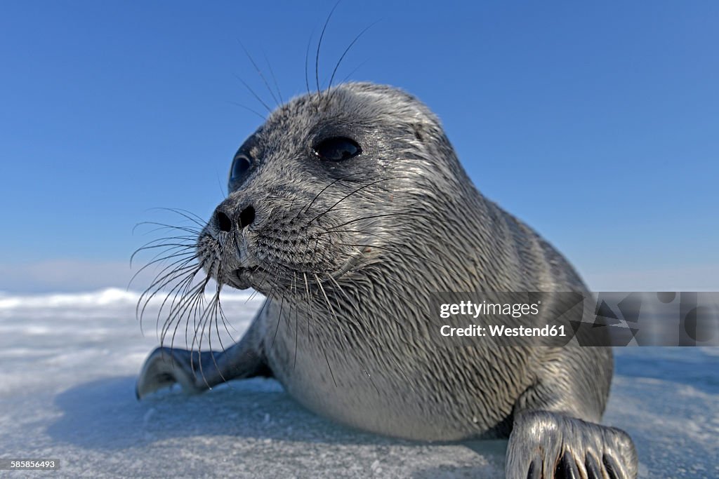 Russia, Lake Baikal, Baikal seal on frozen lake