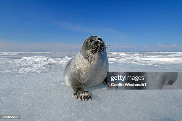 russia, lake baikal, baikal seal on frozen lake - lake baikal seal stock pictures, royalty-free photos & images