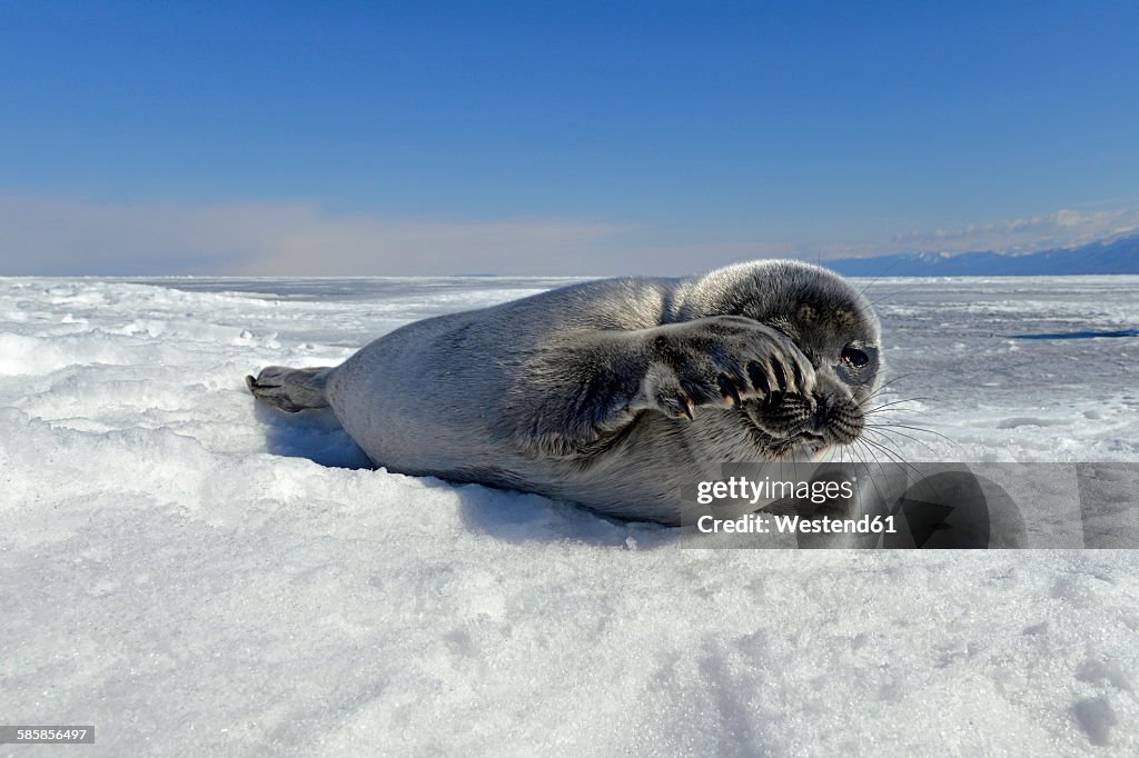 Russia, Lake Baikal, Baikal seal on frozen lake