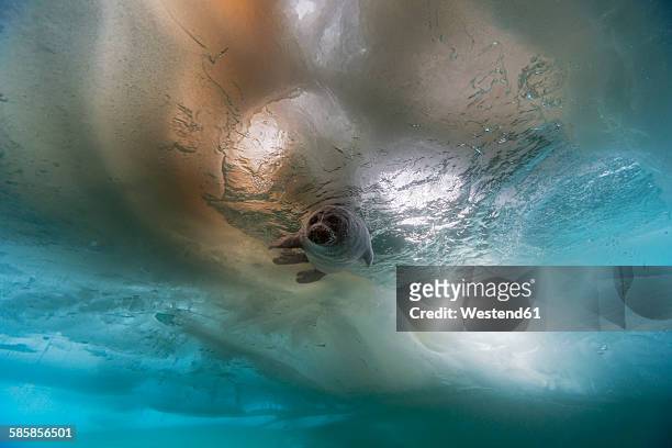 russia, lake baikal, baikal seal under water - foca fotografías e imágenes de stock