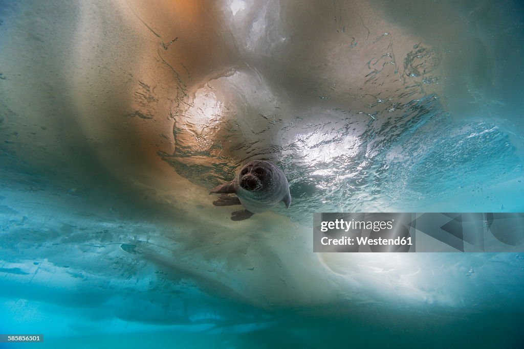 Russia, Lake Baikal, Baikal seal under water