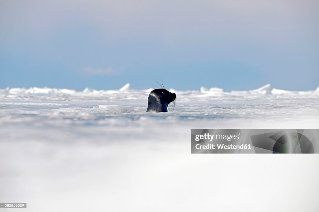 Russia, Lake Baikal, Baikal seal looking out from ice hole