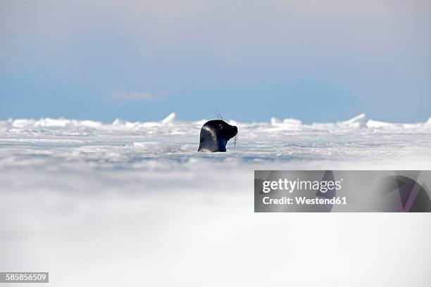 russia, lake baikal, baikal seal looking out from ice hole - ice sheet stock pictures, royalty-free photos & images