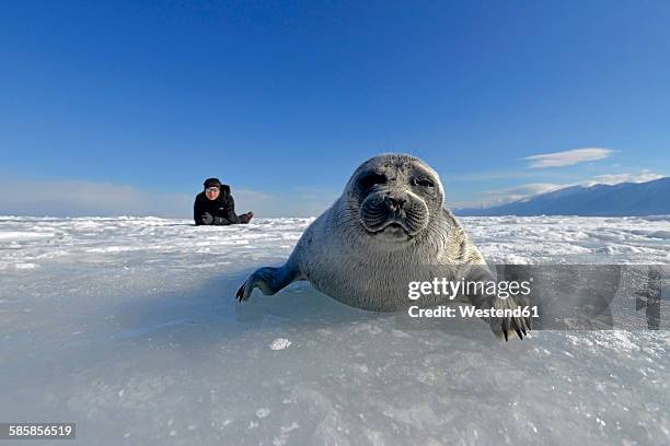 russia, lake baikal, woman watching baikal seal on frozen lake - baikal stock-fotos und bilder