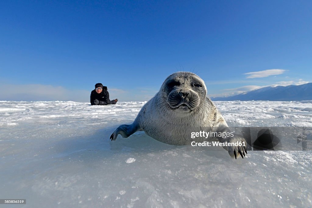 Russia, Lake Baikal, woman watching Baikal seal on frozen lake