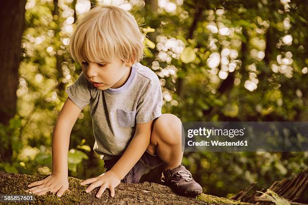 boy climbing along fallen tree in forest touching moss - child climbing stock pictures, royalty-free photos & images