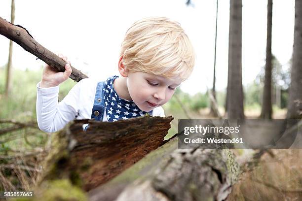 germany, little boy discovering nature - regarder vers le bas photos et images de collection