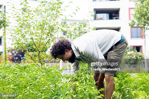 young man searching potato beetles in an urban garden - bukken stockfoto's en -beelden