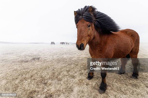 iceland, icelandic horse - pony stock pictures, royalty-free photos & images