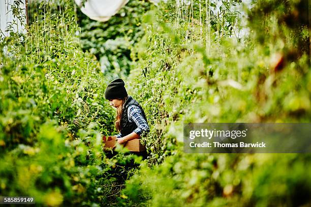organic farmer harvesting tomatoes in greenhouse - vanguardista fotografías e imágenes de stock