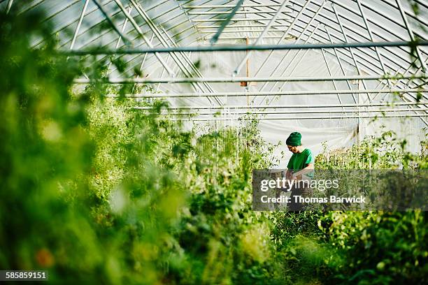 organic farmer harvesting tomatoes in greenhouse - invernadero fotografías e imágenes de stock